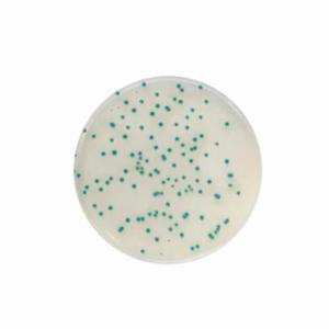 Biokar RHAPSODY Agar 500 grams BK214HA