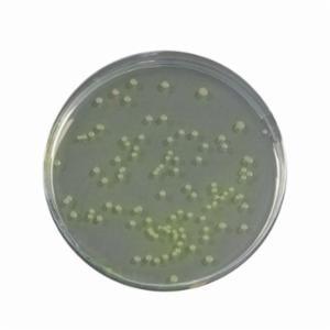 Biokar Penicillin Pimaricine Agar (PPA) - Pre-poured medium 20 plates Ø 90 mm BM15608