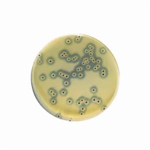 Biokar Sterile Egg Yolk Tellurite Enrichment 10 vials 50 mL BS06008